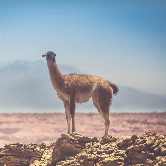 SAN JUAN ISCHIGUALASTO Y TALAMPAYA