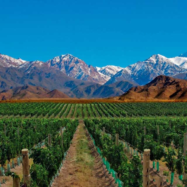 MENDOZA CLÁSICA
