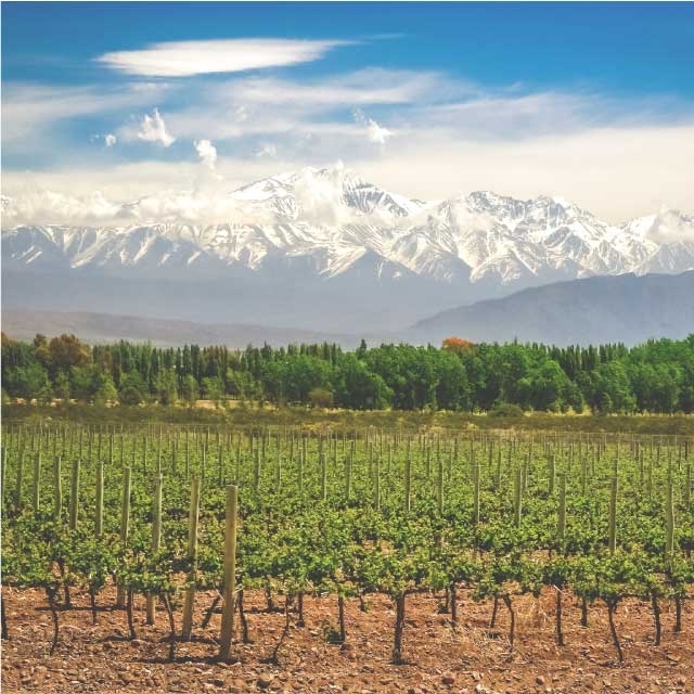 RUTA DEL VINO - Luján de Cuyo o Maipú y Valle de Uco